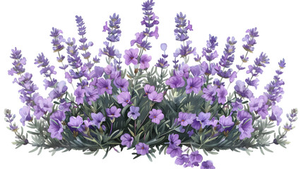 Naklejka premium lavender drawing png