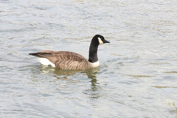Obraz premium Kanadaganz am Teichufer, Branta canadensis