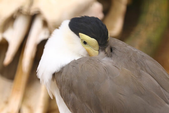 Portr&auml;t eines Maskenkibitz, Vanellus miles, Kibitz