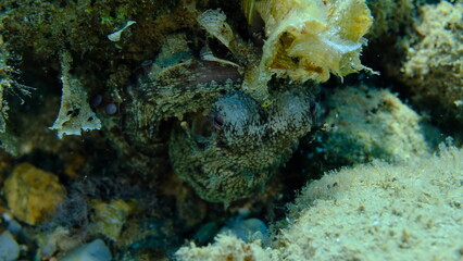 Common octopus (Octopus vulgaris) hunting, Aegean Sea, Greece, Halkidiki, Pirgos beach