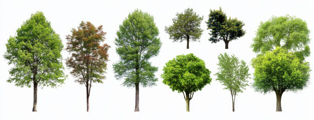 Fototapeta premium Lush green trees in various shapes and colors, showcasing beauty of nature. Each tree displays unique foliage, contributing to vibrant landscape