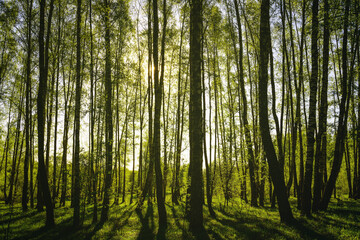 Sunset or sunrise in a spring birch forest with bright young foliage glowing in the rays of the sun and shadows. Vintage film aesthetic.