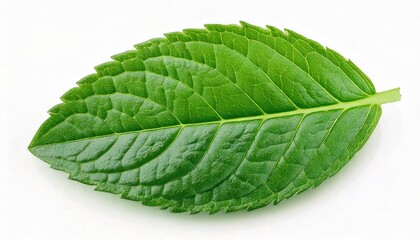 Obraz premium Green one mint pepper leaf isolated on white. Fresh mint leaves. Peppermint candy clipping