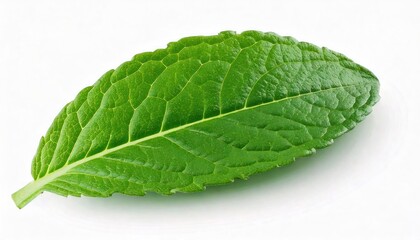 Obraz premium Green one mint pepper leaf isolated on white. Fresh mint leaves. Peppermint candy clipping