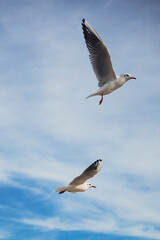 Obraz premium Seagulls in Flight Against Blue Sky Background