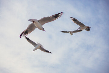 Seagulls in Flight Against Blue Sky Background