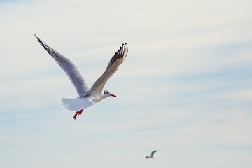 Seagulls in Flight Against Blue Sky Background