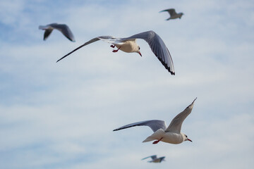 Seagulls in Flight Against Blue Sky Background