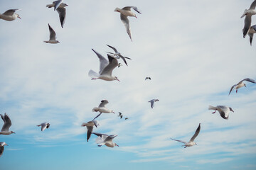 Seagulls in Flight Against Blue Sky Background
