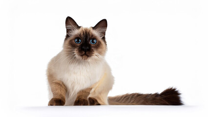 Balinese cat sitting on white background.