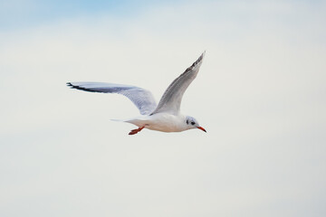 Obraz premium Seagulls in Flight Against Blue Sky Background