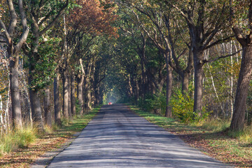 Fototapeta premium Allee in Hülsberg, Germany