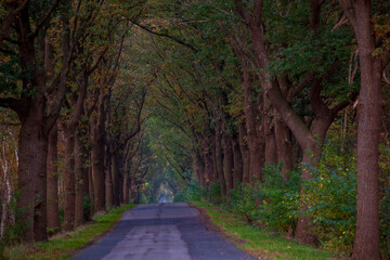 Obraz premium On a road in the moor, in Bösel, Germany