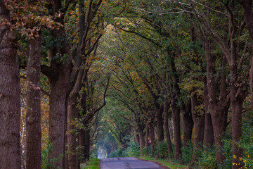 Obraz premium On a road in the moor, in Bösel, Germany
