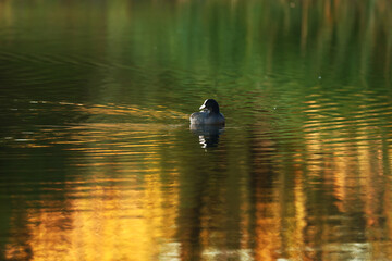 A moorhen swims on an autumn lake.