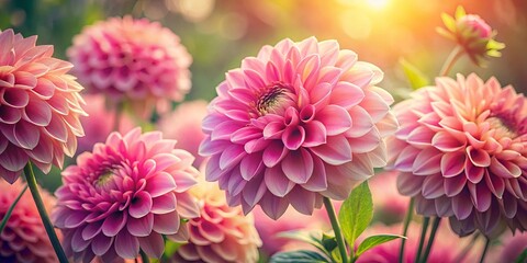 Fototapeta premium A vibrant display of pink dahlias in a field of green, bathed in warm sunlight. The delicate petals of the flowers are illuminated, creating a beautiful contrast against the lush foliage.