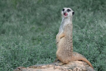 Fototapeta premium A vigilant meerkat guards its territory