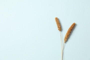 Beautiful dried flowers on a colored background. Place for text, top viw