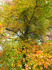 Colours of autumn fall - beautiful black Tupelo tree in front of blue sky