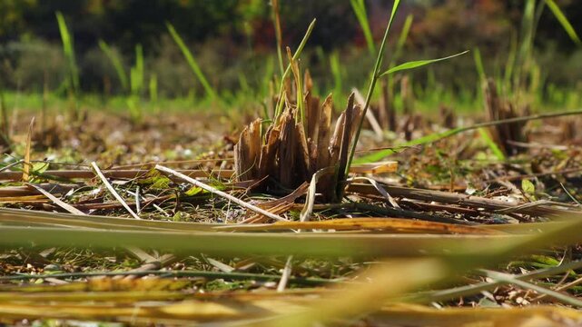In the fall, when the harvest is done and the rice is cut down, only the stumps remain.가을에 추수를 해서 벼를 베어내고 난 자리에 밑둥만 남아있습니다.