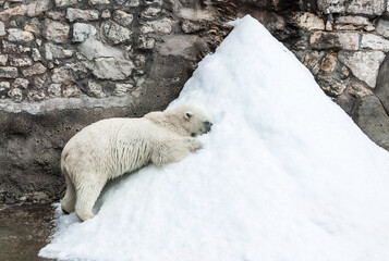 A polar bear (Ursus maritimus) eats a piece of meat in captivity.