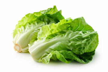 fresh Romaine Lettuce isolated on white