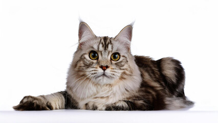 Obraz premium American Longhair cat lying on white background.