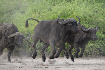 Buffalo's running