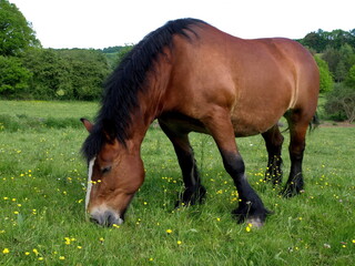 Cheval ardennais.