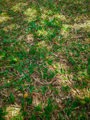 Background of green grass and dried grass with sunlight