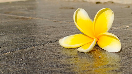 Excotic yellow Frapangi flower on dark grey rough floor. Yellow flower with white edges. Suitable for nature themed designs, spring concepts and gardenrelated content. Bright and cheerful.