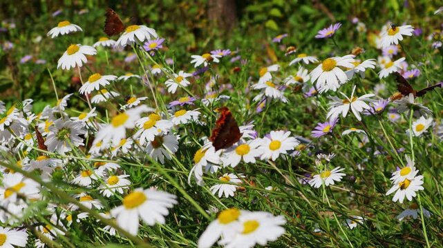 A butterfly flaps its wings over a field of daisies blooming in the meadow.초원에 피어있는 데이지 꽃밭에 나비가 날개짓을 합니다.