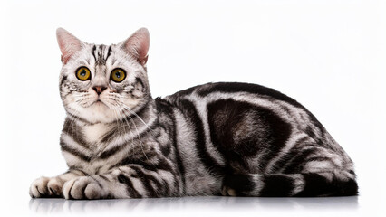 Fototapeta premium American Shorthair cat lying on white background.