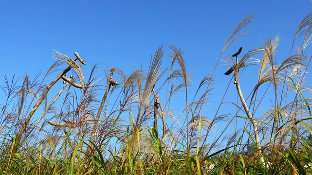 .There is a pole among the silver grass swaying in the autumn breeze on the hill.