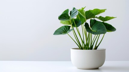 A Green Plant with Large Leaves in a White Pot