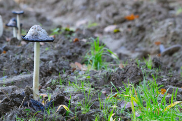 Ink cap mushroom turning black