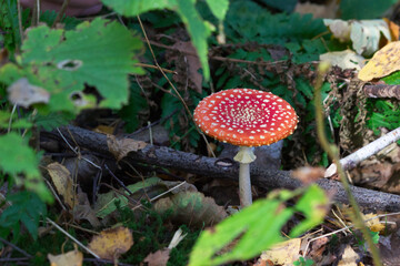Fly agaric mushroom close-up in the forest.