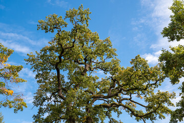 Obraz premium crown of a magnificent old oak tree with branches and leaves against blue sky with white clouds