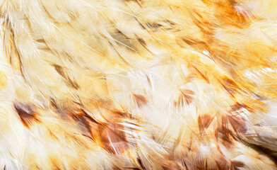 Beautiful brown and yellow chicken feather background texture.
