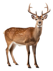 Fototapeta premium PNG Deer wildlife animal mammal.