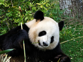 Panda en gros plan.