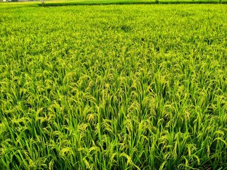 green wheat field of Oryza sativa	