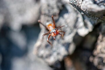 Ant.