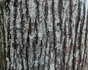 Obraz premium The Unique Texture of Tree Bark, Depicting the Long History of Natural Growth