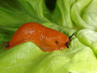 Limace sur une laitue.