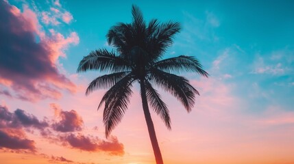 Obraz premium Sunrise silhouette of a sugar palm tree with clouds creates a beautiful color effect in the sky ideal for a copy space image 