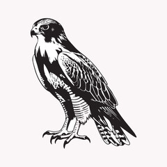 The Different Species of Falcons: A Comprehensive Guide