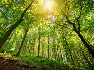 Obraz premium forest with tall trees and sunlight
