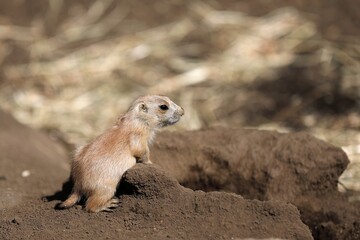 巣穴の入口に掴まり立つプレーリードッグの赤ちゃん