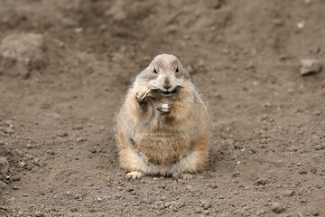 片手で干し草を持ち食べるプレーリードッグ